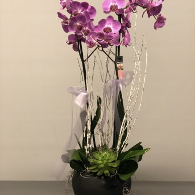 Orchid No: 785