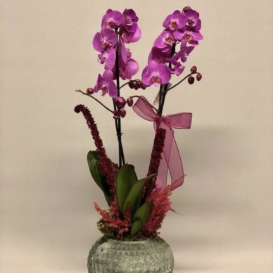 Orchid No: 787